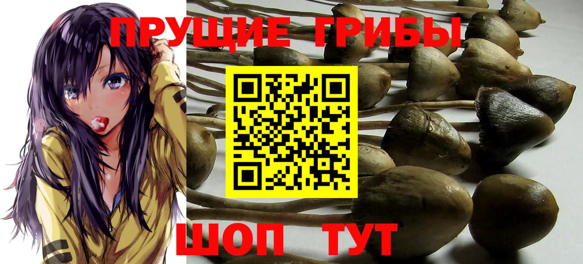 Заводоуковск  Псилоцибиновые грибы ЛСД  Вход с VPN 